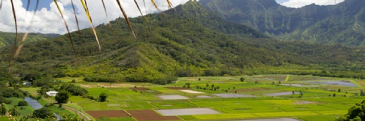 Fight Continues Over Moratorium of GMO Crops on Hawaii's Big Island