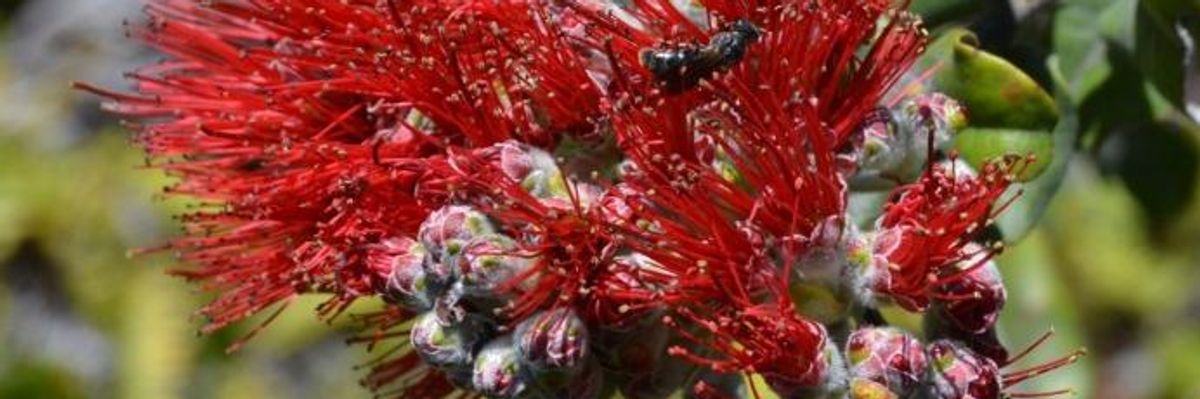 Bees in Peril as First Species Added to Endangered Species List