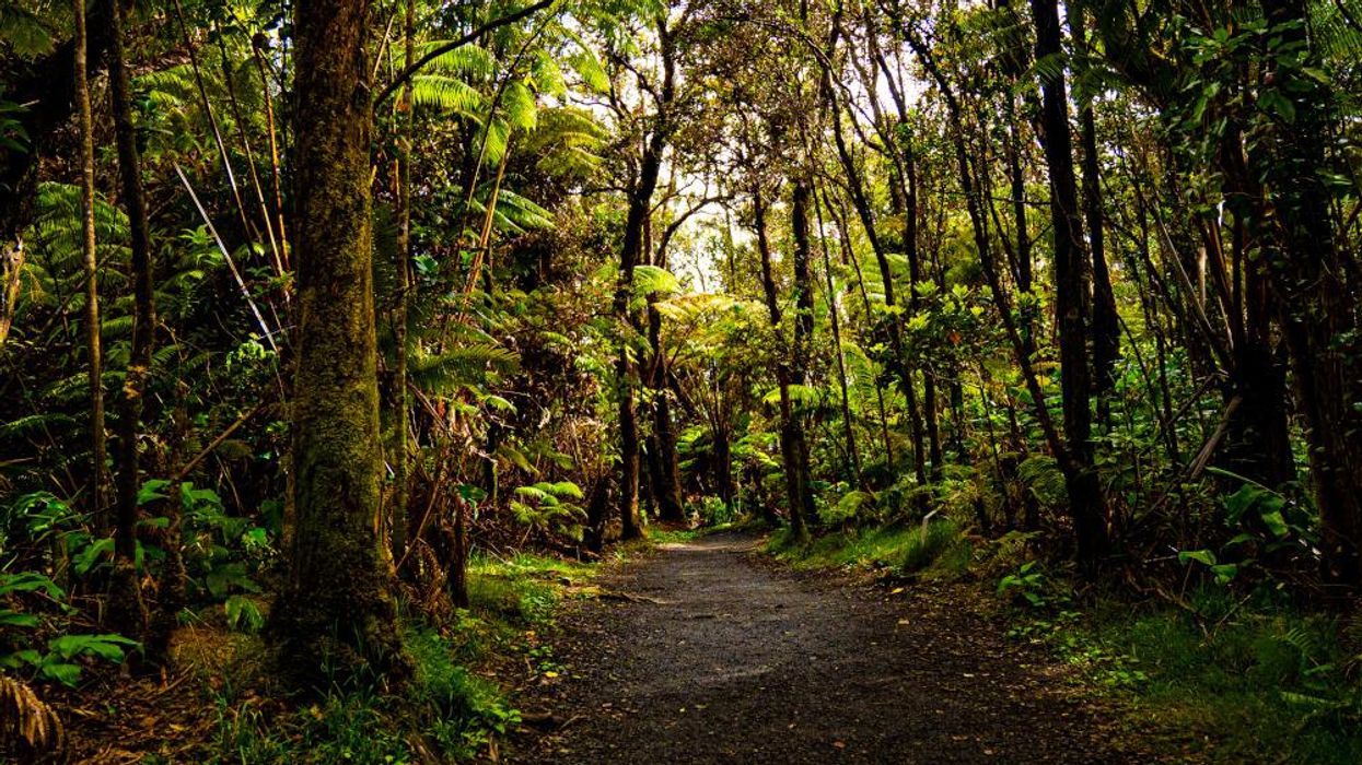 Hawaiian rainforest