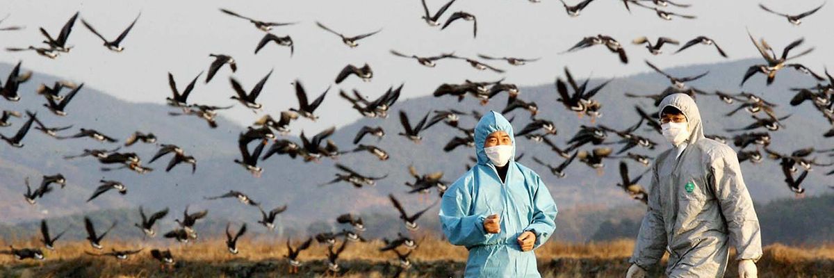 Health officials in field with migratory birds.