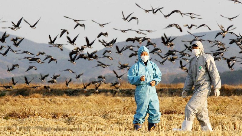 Health officials in field with migratory birds.