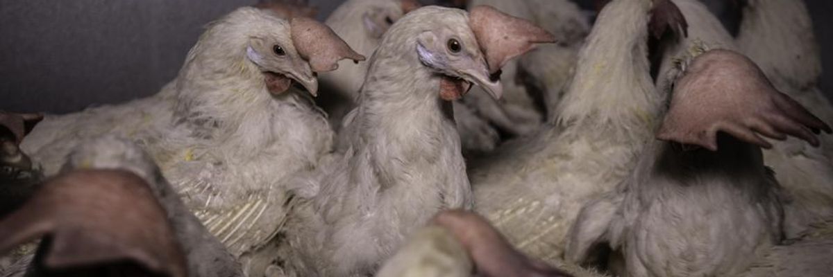 As Millions of Factory Farmed Animals Sent to Mass Slaughter, These 'Lucky 1,000' Chickens Rescued