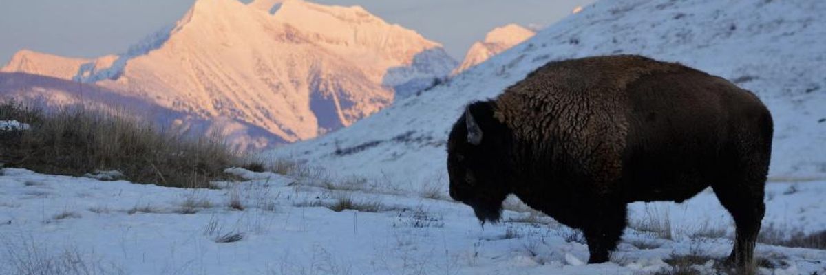 Tribes at Long Last Reclaim Control of National Bison Range
