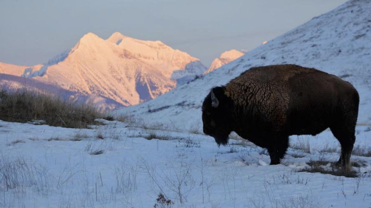 Tribes at Long Last Reclaim Control of National Bison Range
