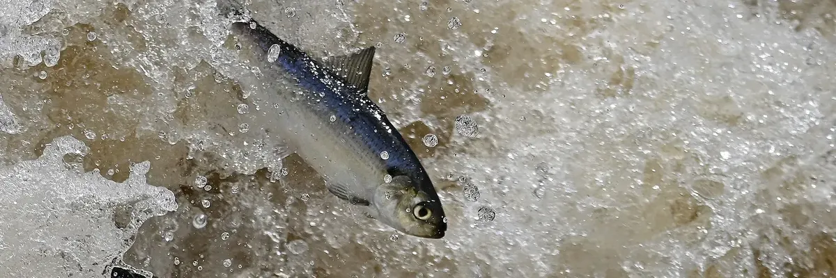 Herring in Charles River.