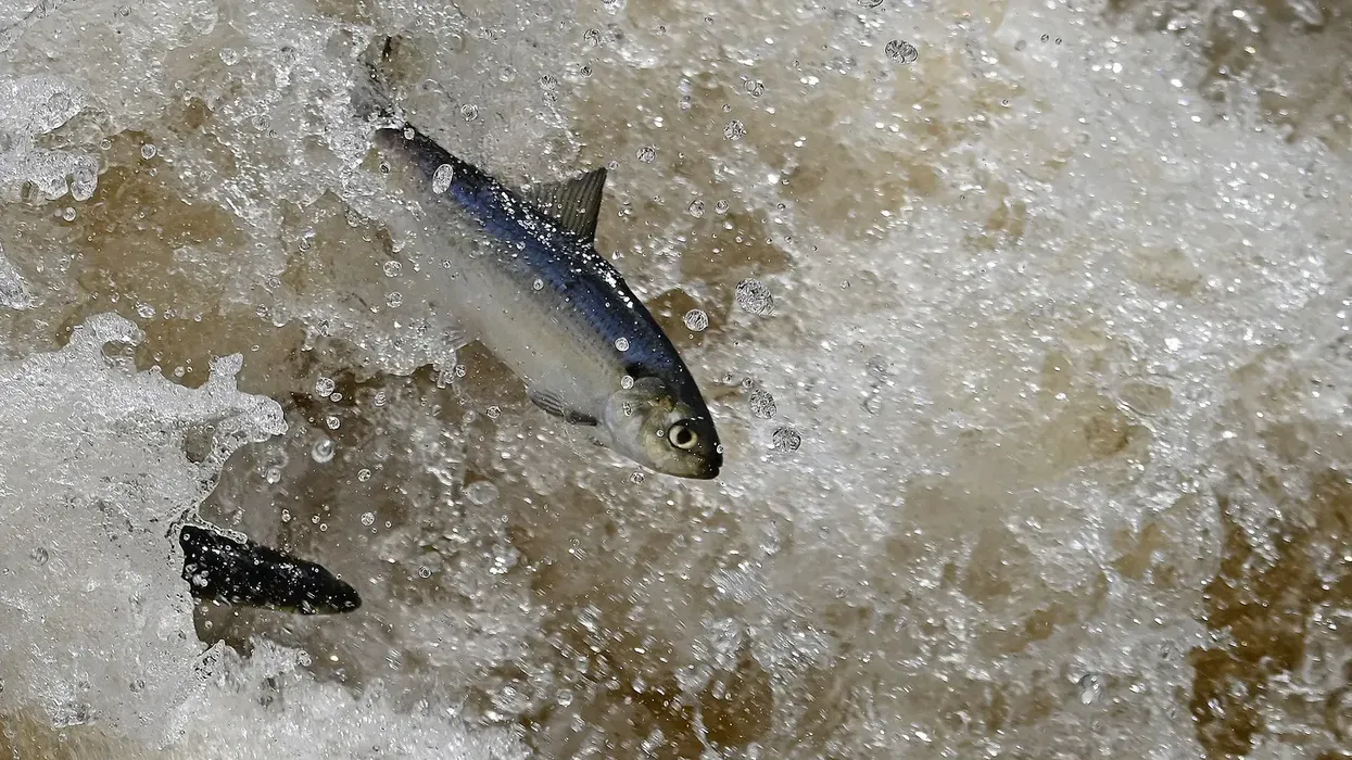 Herring in Charles River.