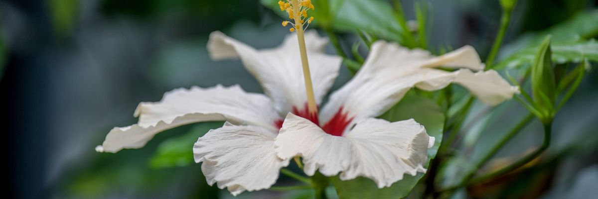 Hibiscus storckii