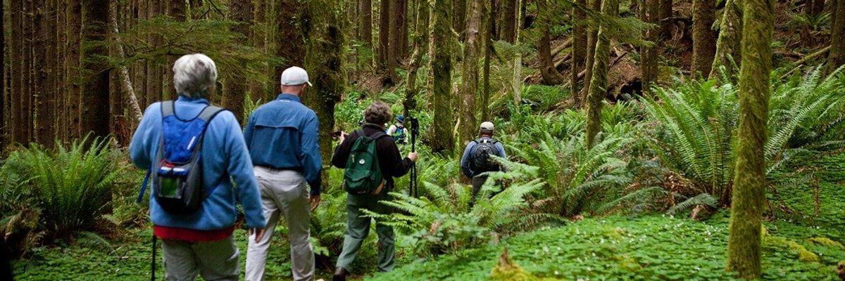 Hikers walk between trees and ferns in Siuslaw National Forest.