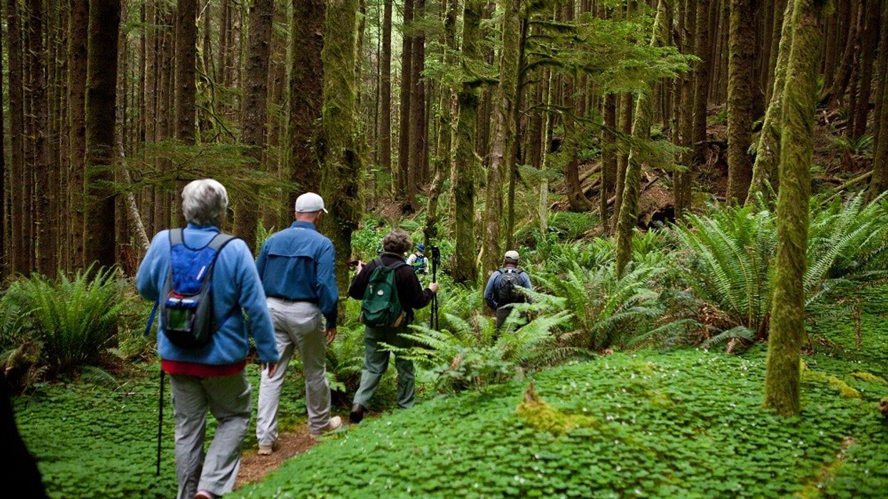 Hikers walk between trees and ferns in Siuslaw National Forest.