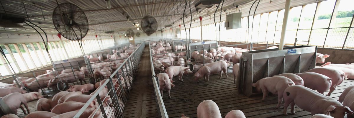 Hogs are raised on Duncan Farms on June 6, 2018 near Polo, Illinois. (Photo: Scott Olson via Getty Images)