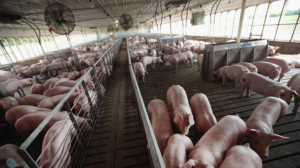 Hogs are raised on Duncan Farms on June 6, 2018 near Polo, Illinois. (Photo: Scott Olson via Getty Images)