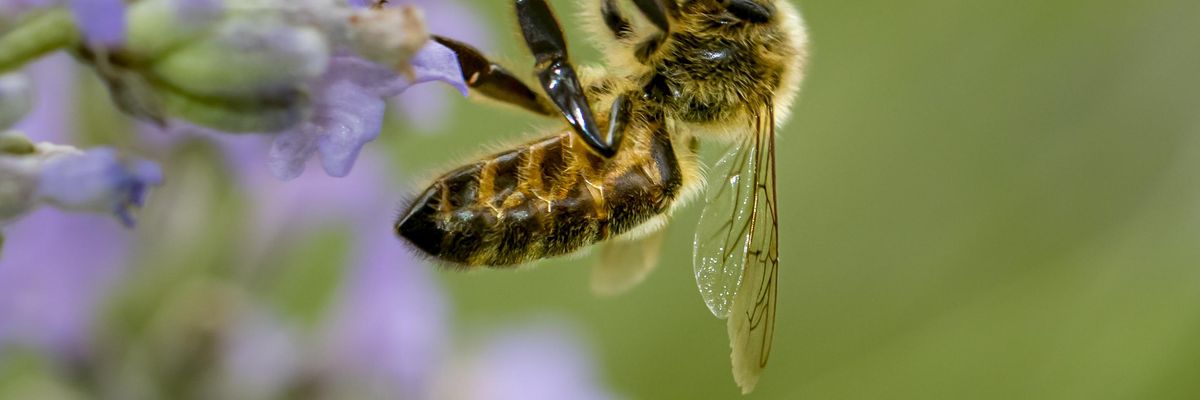 honey_bee_