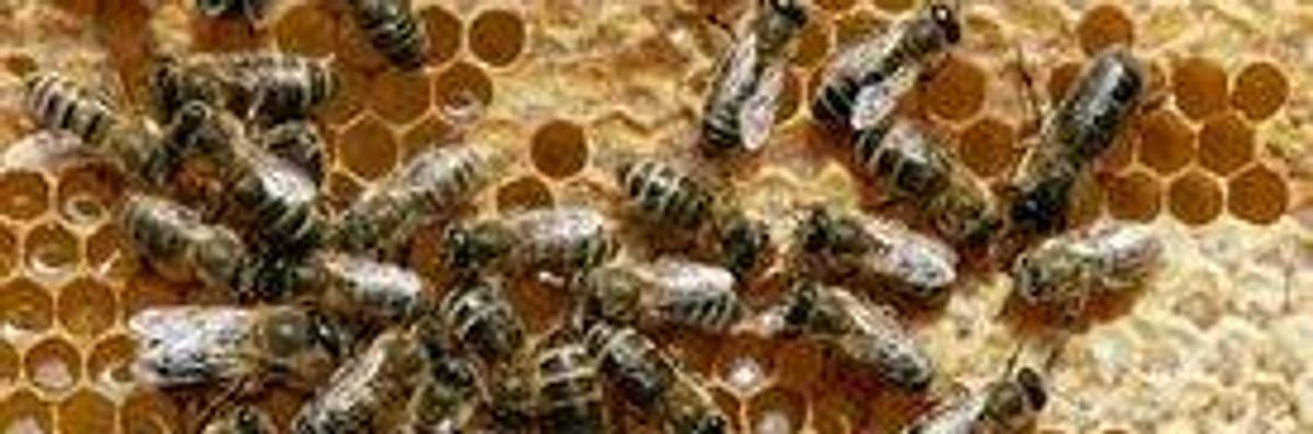 EU Bans Genetically Modified-Contaminated Honey from General Sale