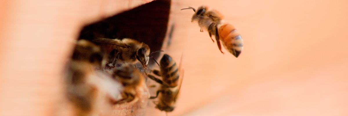 Why We Are Fighting to Save the Pollinators From Neonics