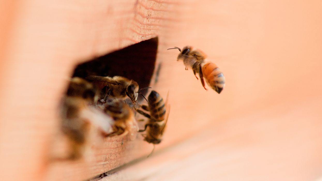 Why We Are Fighting to Save the Pollinators From Neonics