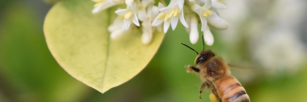 Groups Sue Trump's EPA in Response to 'Nauseating' Approval of Bee-Killing Pesticide
