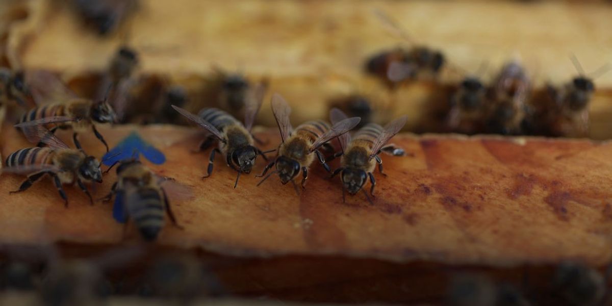 Honeybees are Predictors of a City's Health, New Research Finds