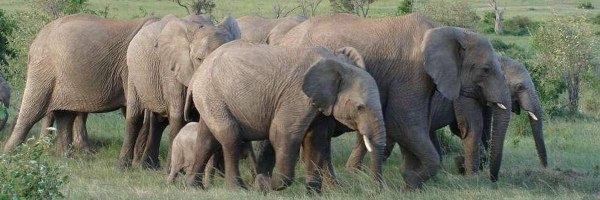 Humanity 'Sleepwalking Towards the Edge of a Cliff': 60% of Earth's Wildlife Wiped Out Since 1970