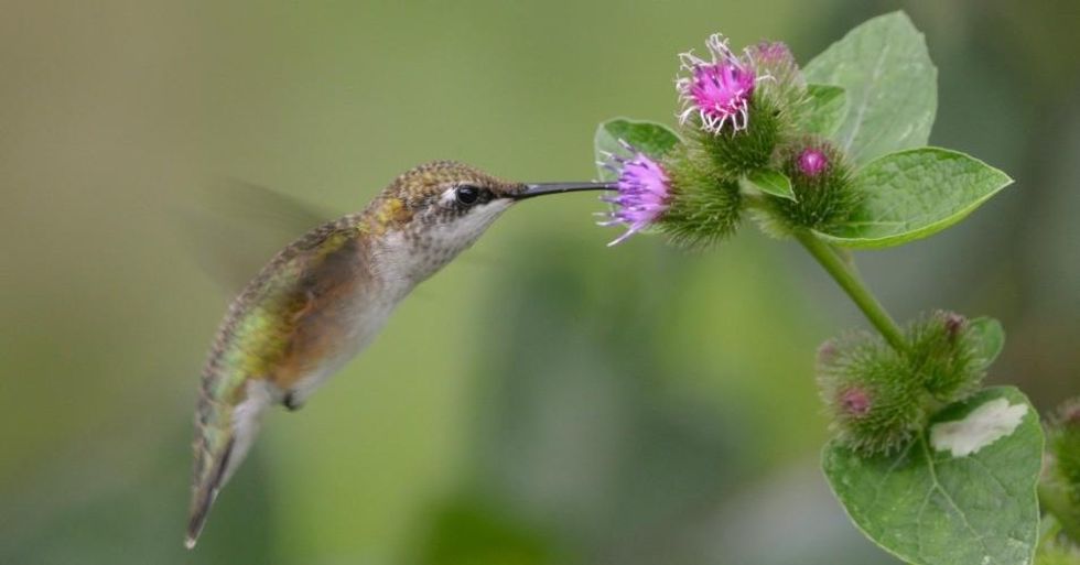 Hummingbirds are among the 88 species included in a new study which shows that the warming of the planet has thrown off the timing of relationships between predators and prey as well as plant-eaters and pollinators. (Photo: Jen Goellnitz/Flickr/cc)