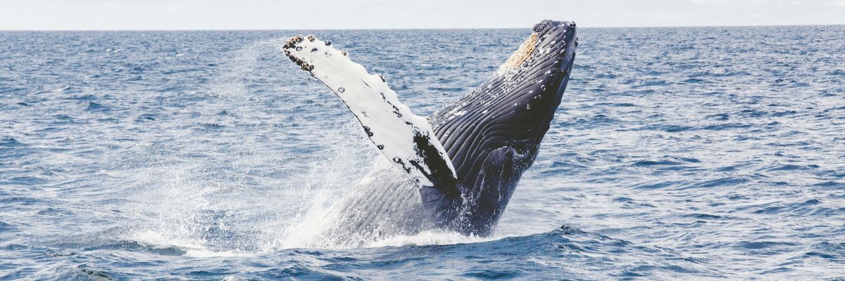 humpback whale