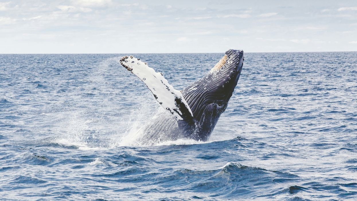 humpback whale