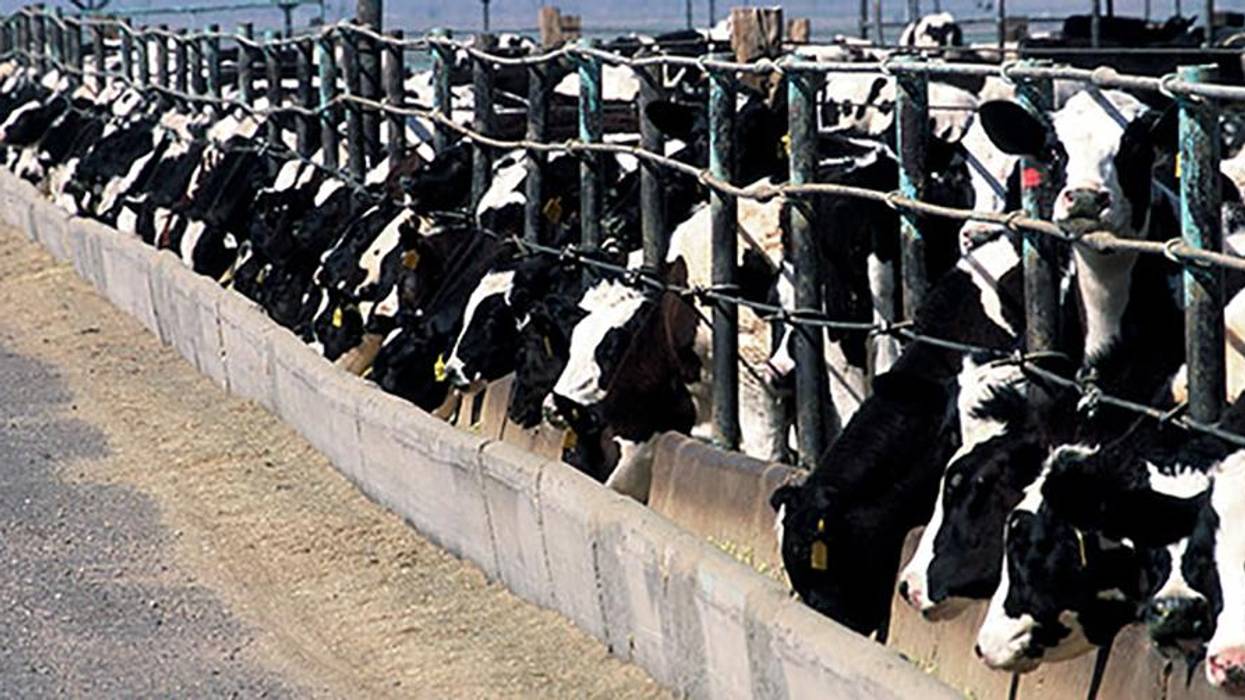Animals Protected from Sexual Abuse, But Not Factory Farm Abuse