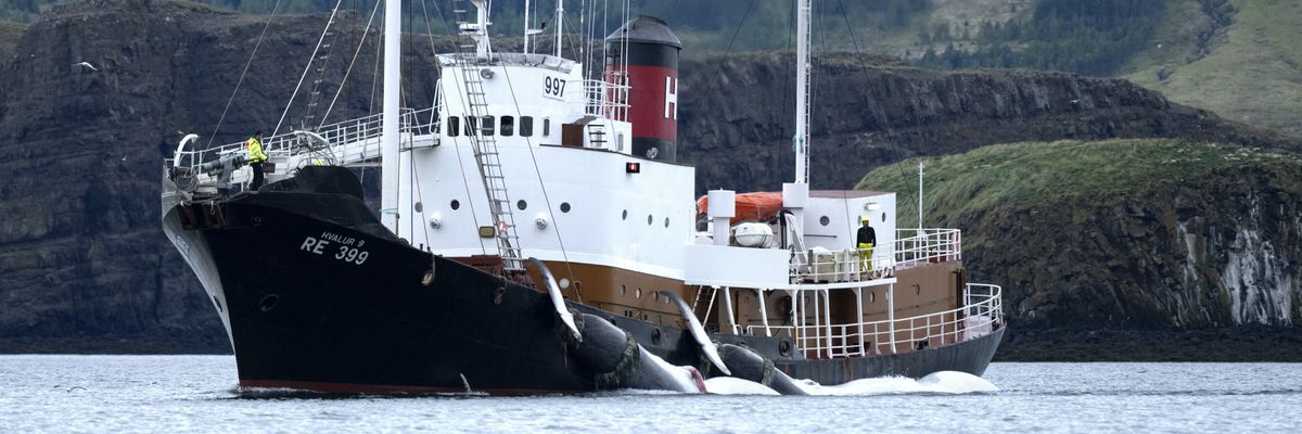 Iceland whaling
