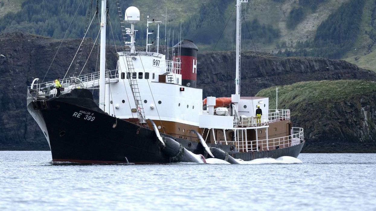 Iceland whaling