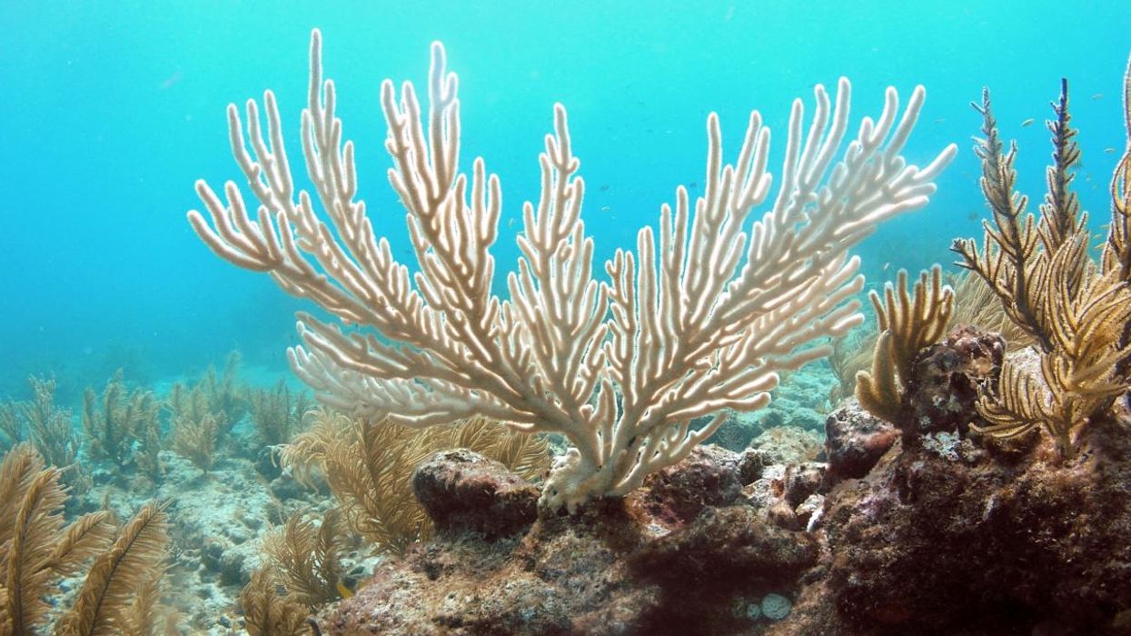 As Tourism Returns, We Can't Allow Cruise Companies to Destroy Coral Reefs for Profit