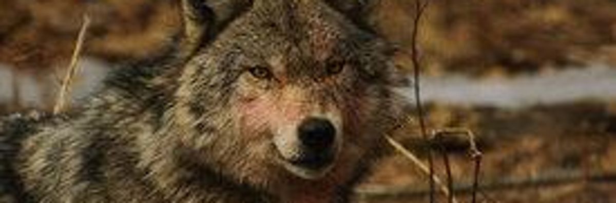 US Plans to Drop Protections for Gray Wolves in Lower 48