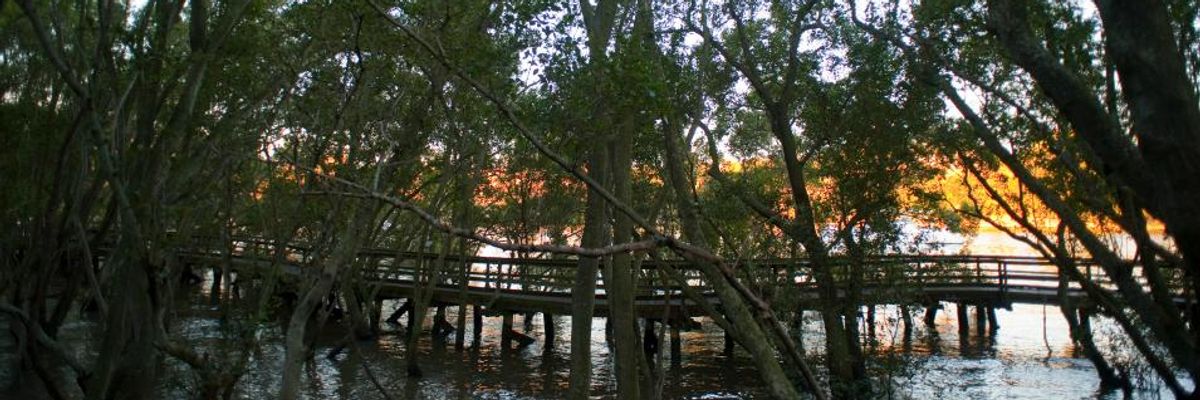 Despite 'Enormous Potential' as Carbon Sink, Australia's Damaged Coastal Ecosystems Spewing Millions of Tons of CO2