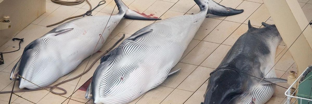 'Illegal' Japanese Whale Slaughter