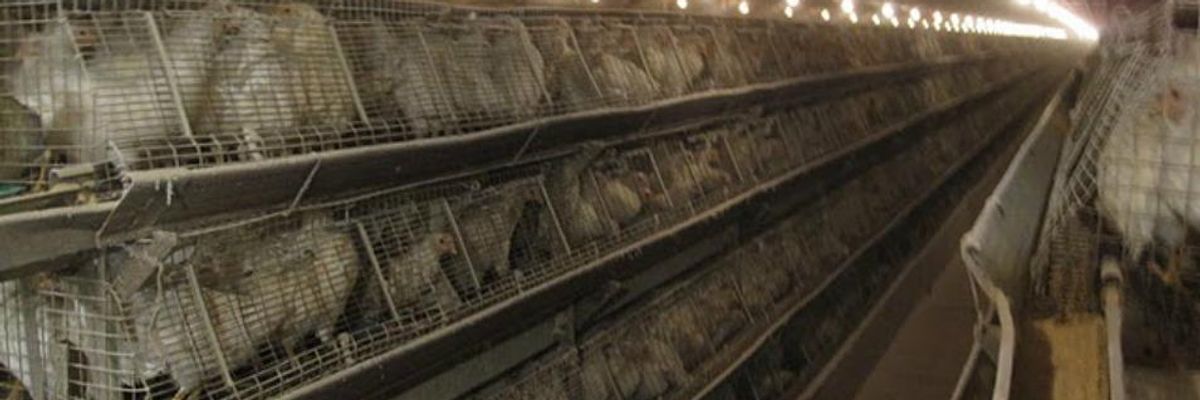 A Social Justice Issue We Can Sink Our Teeth Into: Factory Farming