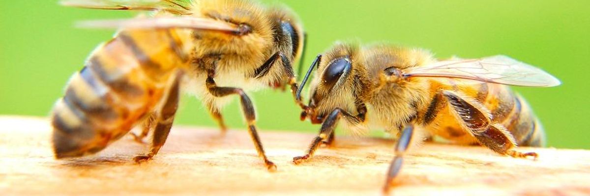 Defenders of Bees Celebrate Retreat of Corporate Pesticide Peddler