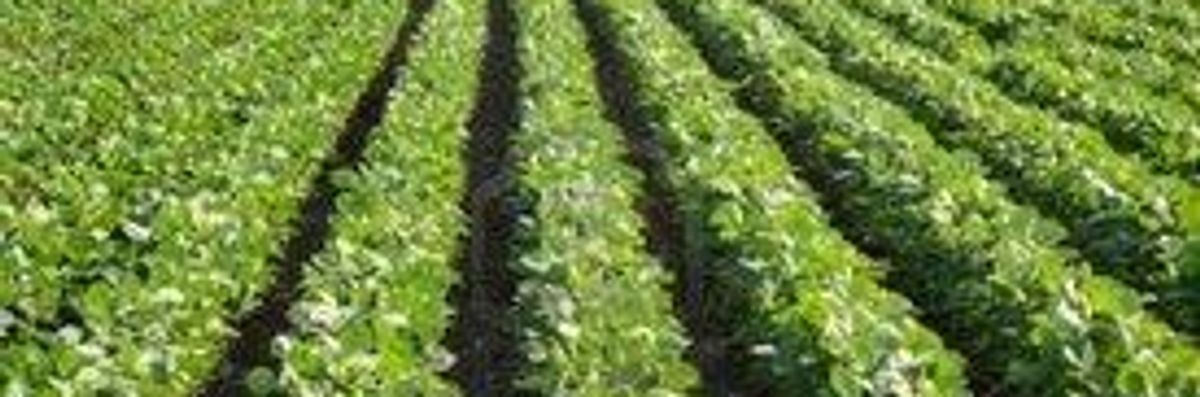 U.S. Supreme Court to Hear Farmer's Monsanto Seed Appeal