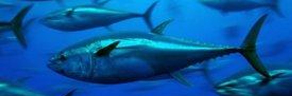 Fukushima Radiation Found in Tuna Off California