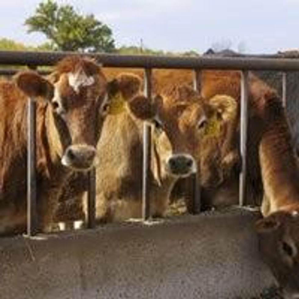 Opinion Leather Bad for the Environment, Workers, Communities, and