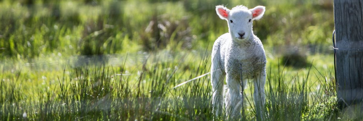 I Loved a Sheep and I Also Loved Lamb Chops. Until I Realized the Two Were Not Compatible