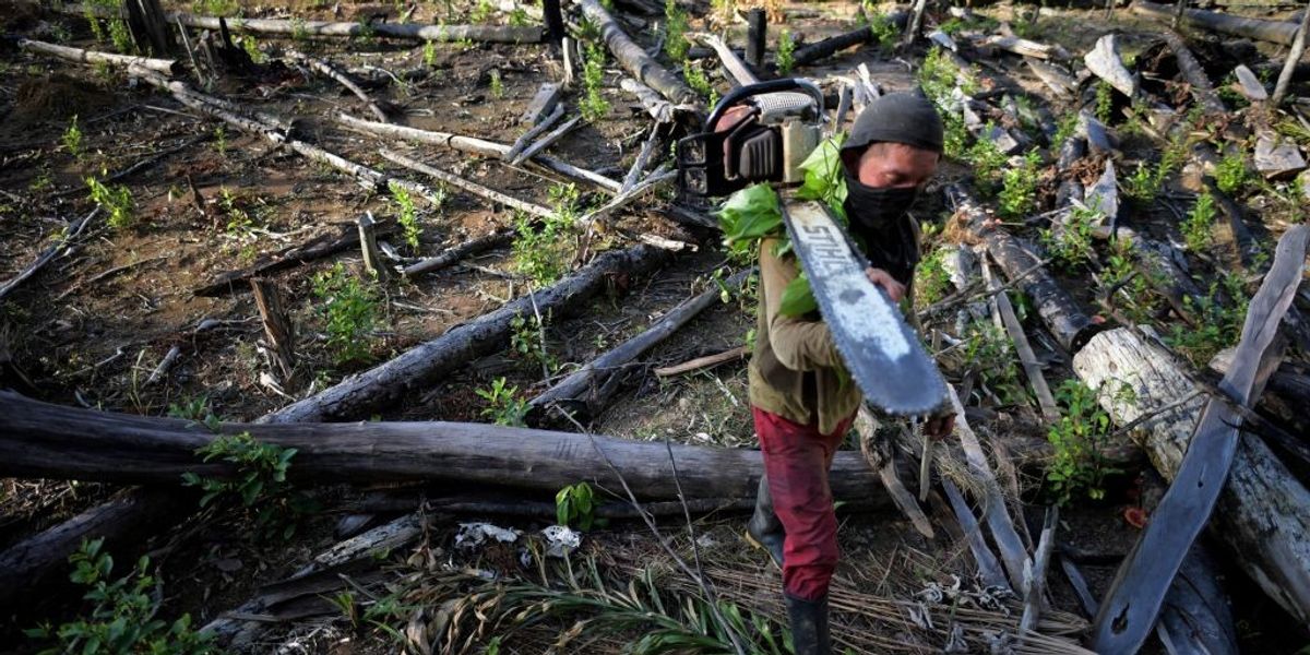 'Frightening': Over 1 in 3 of World's Tree Species Face Extinction ...