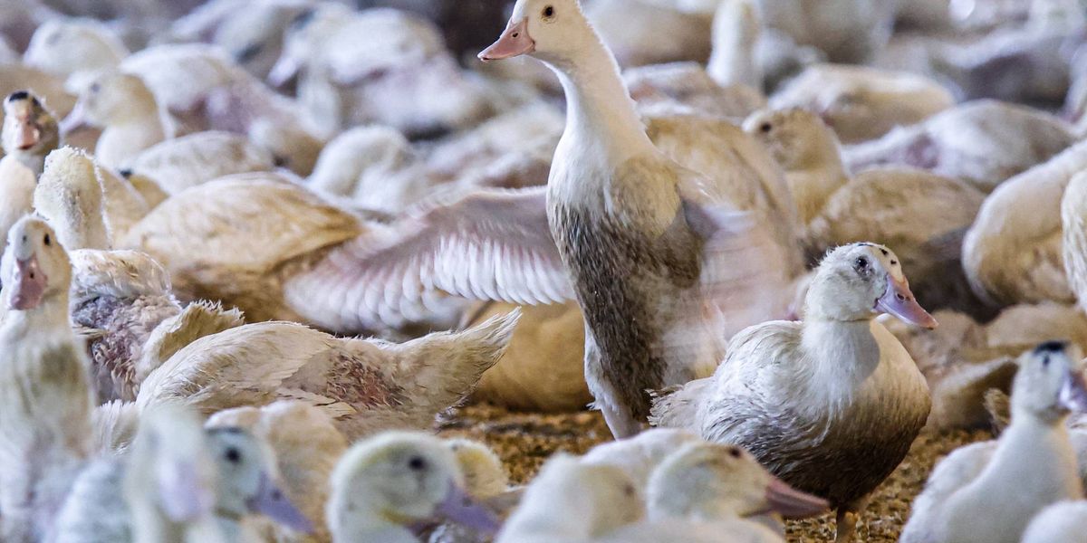 The Big Apple Finally Bids Farewell to Foie Gras | Common Dreams