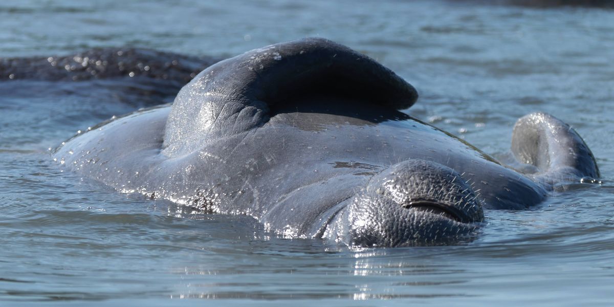 'One-Way Ticket to Extinction': Trump Admin Again Guts Endangered Species Act | Common Dreams