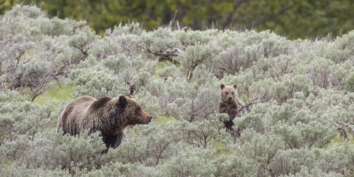 A grizzly sow and cub stand in sagebrush.
