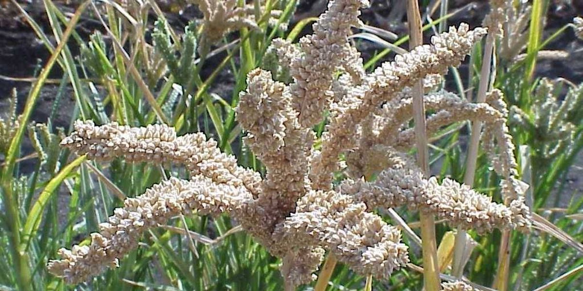 In Africa, Crop Changes Without System Reform Are Insufficient In Africa, Crop Changes Without System Reform Are Insufficient