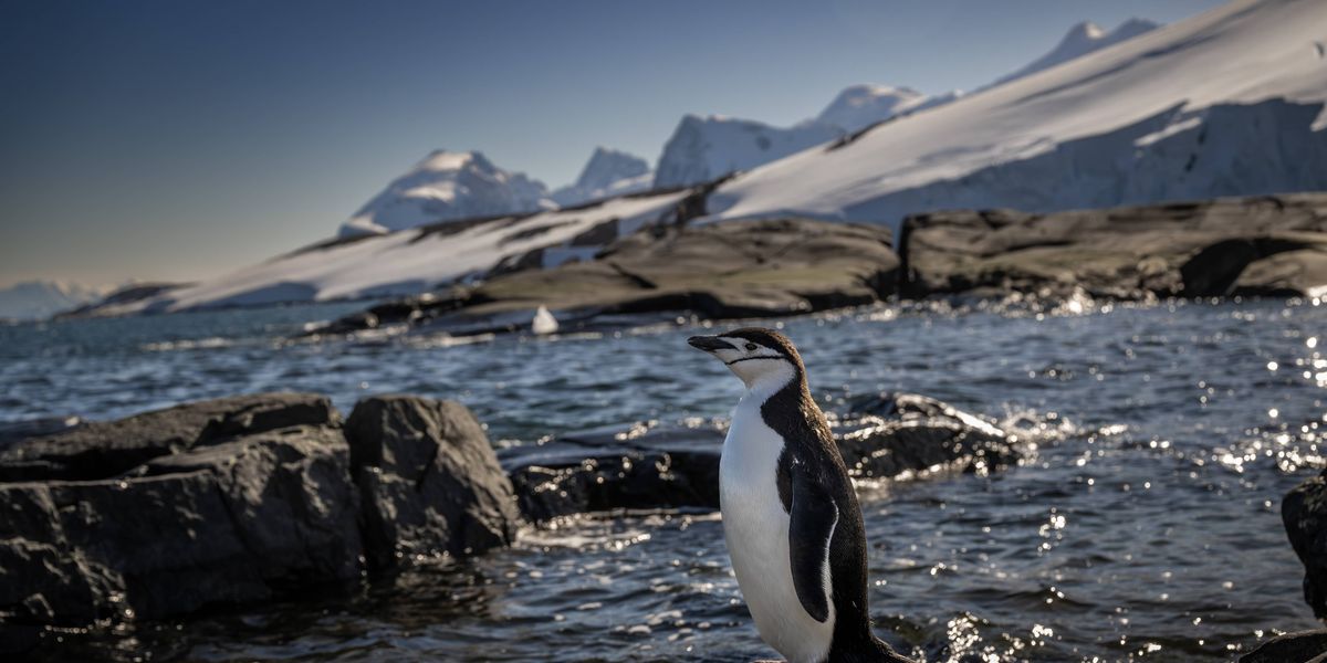 Climate Crisis Likely Caused World's Largest Penguin Colony to 'Crash' | Common Dreams