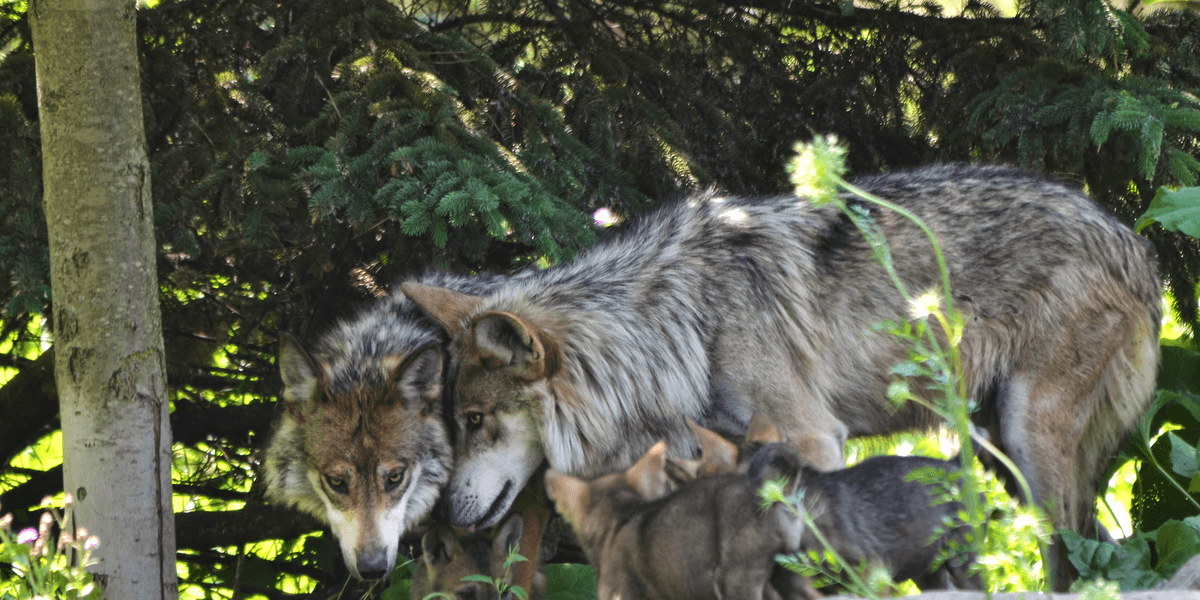 Conservationists Sound Alarm as Republicans Take Aim at Endangered Species Act | Common Dreams Conservationists Sound Alarm as Republicans Take Aim at Endangered Species Act | Common Dreams