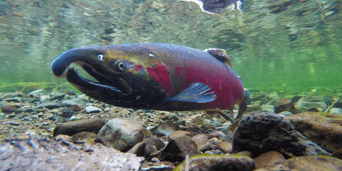 Hidden 'Beneath the Surface,' Freshwater Fish Migrations Collapsing Worldwide