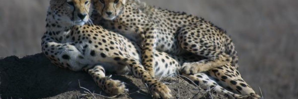 Global Cheetah Population 'Crashing,' Raising Risk of Species Extinction