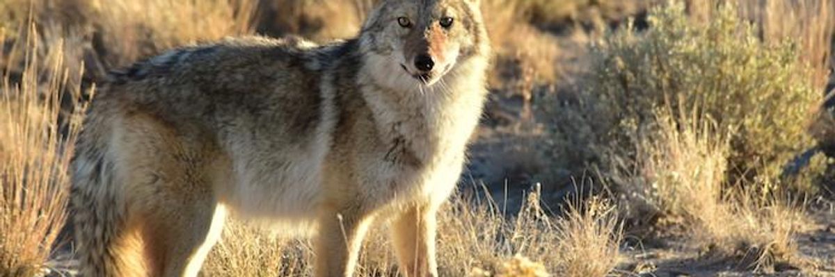 Trump's USDA Sued Over Program Allowing 'Horrific' Mass Slaughter of Native Wildlife