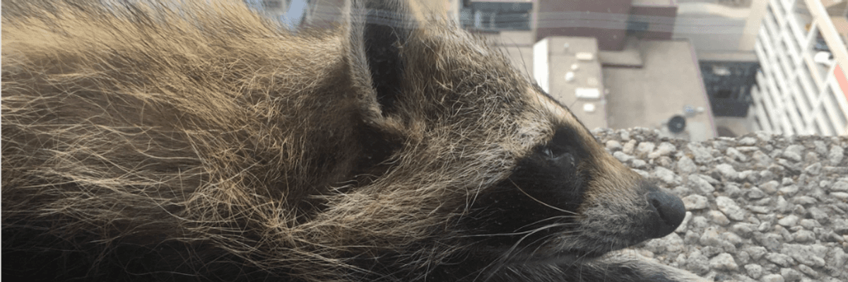 As Internet Captured by #MPRraccoon, Big Telecoms and FCC Salivate Over Pending Death of #NetNeutrality