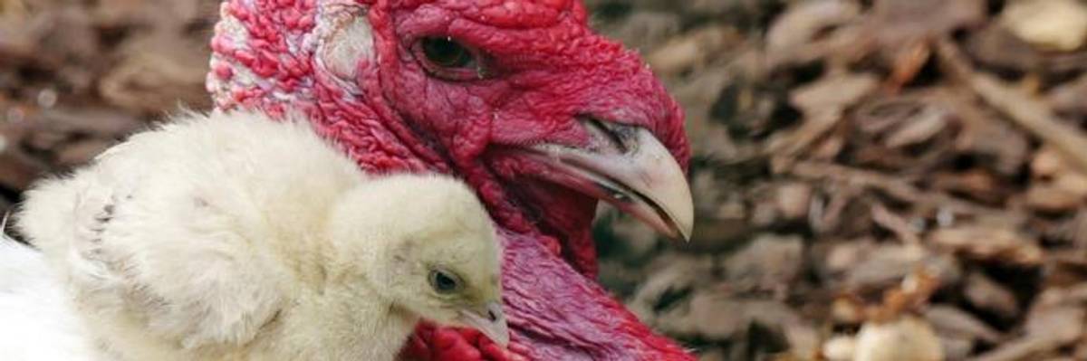 This Thanksgiving, Skip the Turkey